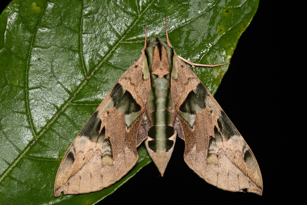 Eumorpha capronnieri