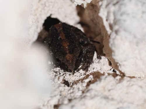 Cornufer pelewensis observed 2026-04-16