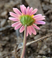 Brachyscome ptychocarpa