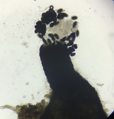 Arnium cirriferum