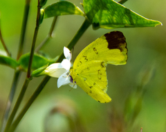 Eurema simulatrix tecmessa