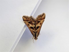 Diasemia grammalis