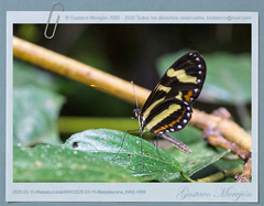 Mechanitis menapis mantineus