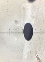 Arnium cirriferum