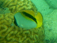 Chaetodon lineolatus