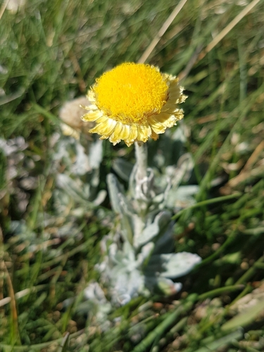 Coronidium monticola N.G.Walsh