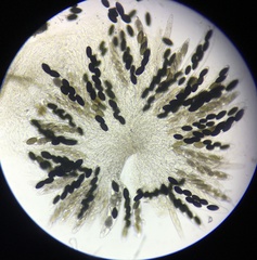 Arnium cirriferum