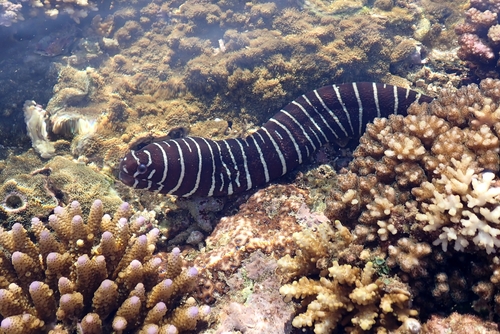 Reticulated moray (Gymnomuraena zebra) — Muraenidae — 4