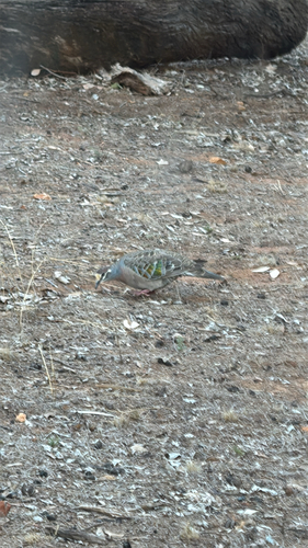 Common Bronzewing