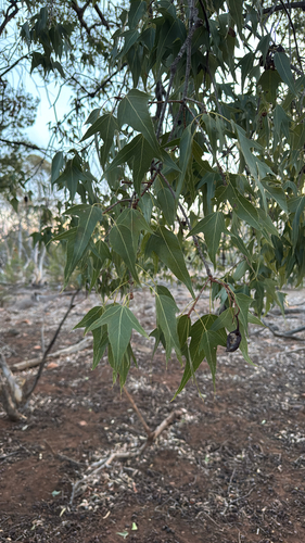 kurrajong