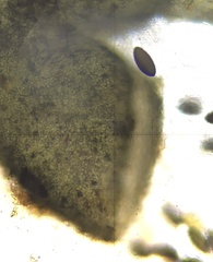 Arnium cirriferum