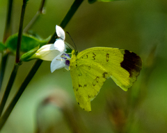 Eurema simulatrix tecmessa