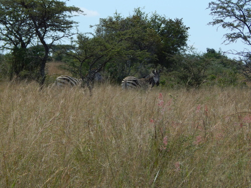 Chapman's Zebra