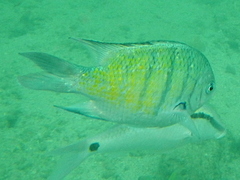 Abudefduf whitleyi