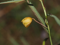 Chamaecrista mimosoides, photograph (c) Thomas Mesaglio, some rights reserved (CC BY)