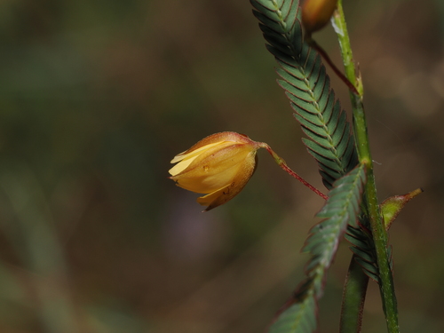 Chamaecrista mimosoides, photograph 4