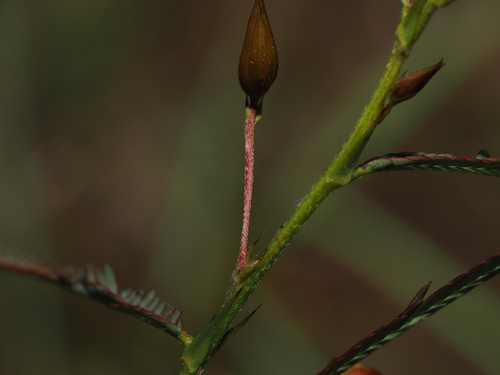 Chamaecrista mimosoides, photograph 5