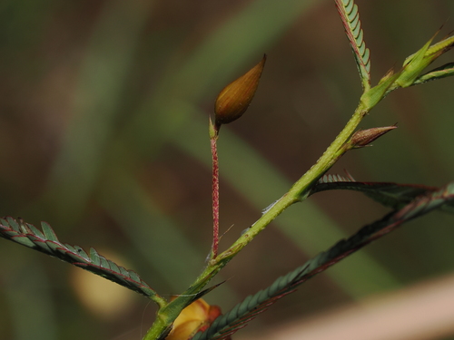 Chamaecrista mimosoides, photograph 6