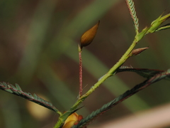 Chamaecrista mimosoides, photograph (c) Thomas Mesaglio, some rights reserved (CC BY)