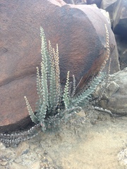 Astrolepis crassifolia