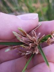 Cyperus vaginatus