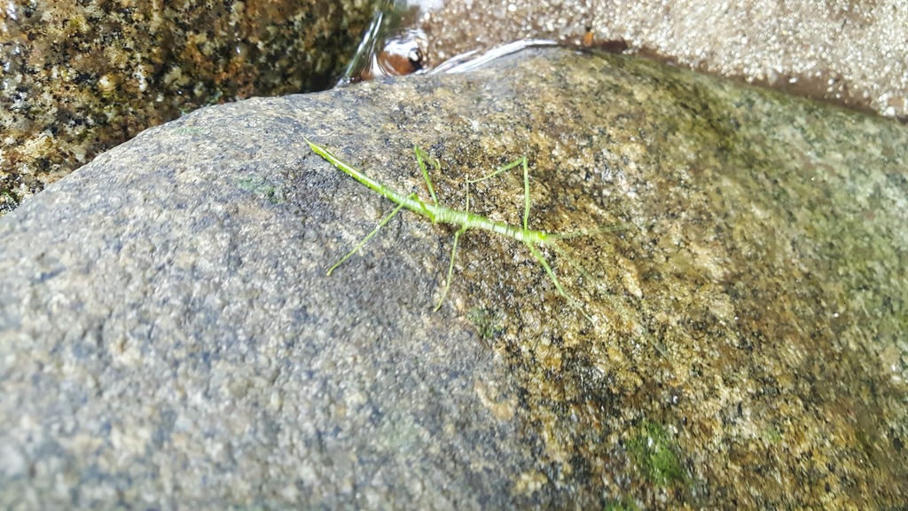 Rhamphosipyloidea queenslandica