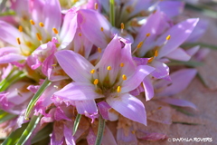 Colchicum gramineum