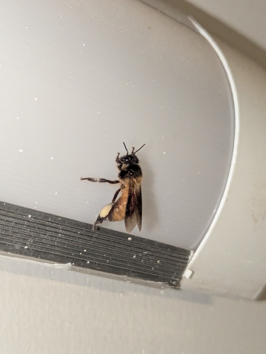 Giant Honey Bee