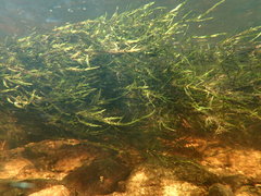 Fontinalis novae-angliae