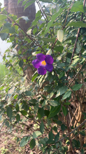 Bush Thunbergia