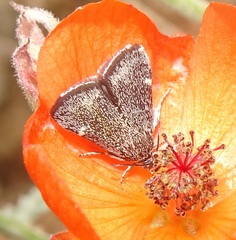 Heliothelopsis costipunctalis