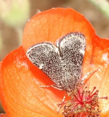 Heliothelopsis costipunctalis