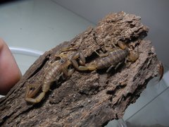 Centruroides guanensis