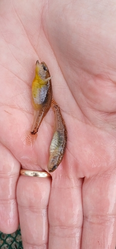 Western Greece Goby