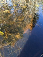 Ambystoma gracile