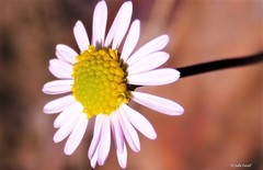 Brachyscome ptychocarpa