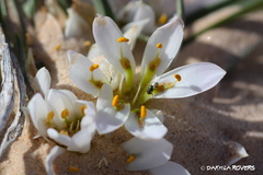 Colchicum gramineum