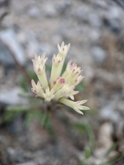 Chaenactis macrantha