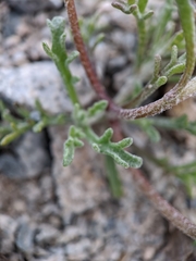 Chaenactis macrantha