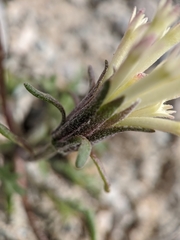 Chaenactis macrantha