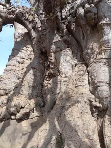 African baobab