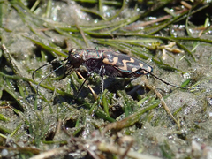 Cicindela carthagena