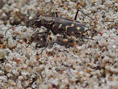Cicindela carthagena