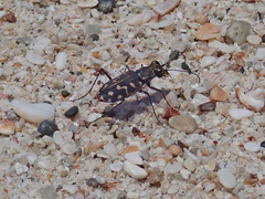 Cicindela carthagena