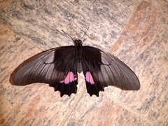 Heraclides anchisiades