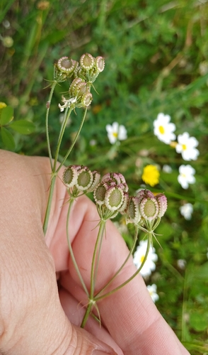 Mediterranean Hartwort