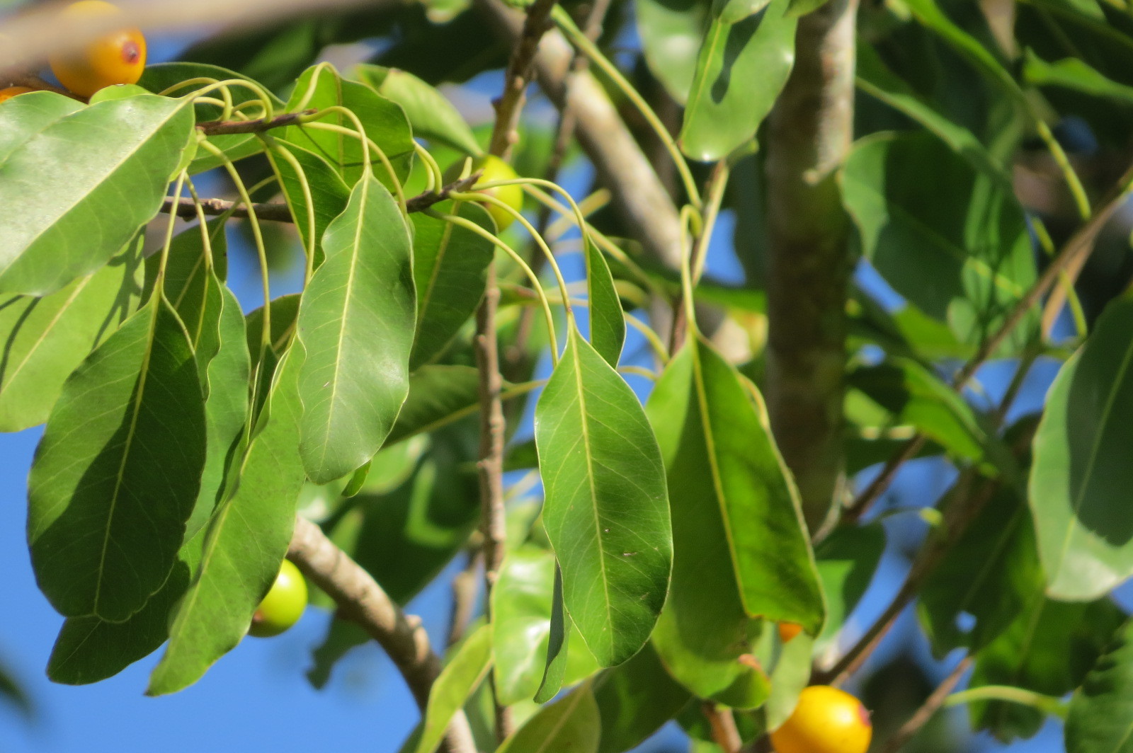 Sideroxylon foetidissimum