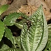 Eupoecilaema magnum - Photo (c) Cody Chapman,  זכויות יוצרים חלקיות (CC BY-NC), הועלה על ידי Cody Chapman