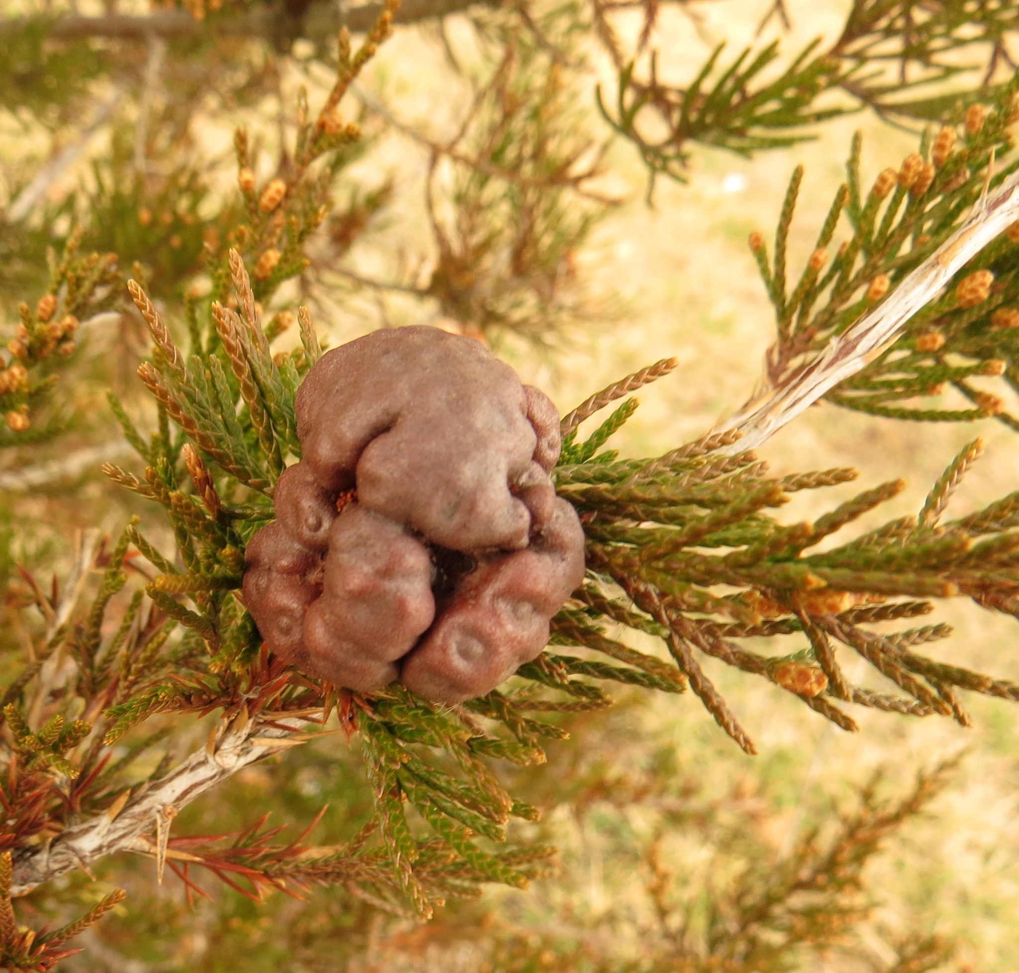 Gymnosporangium juniperi-virginianae image