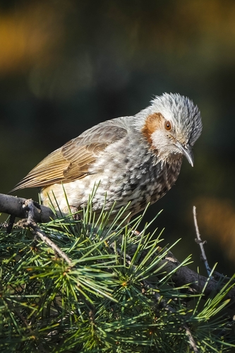Brown-eared Bulbul
